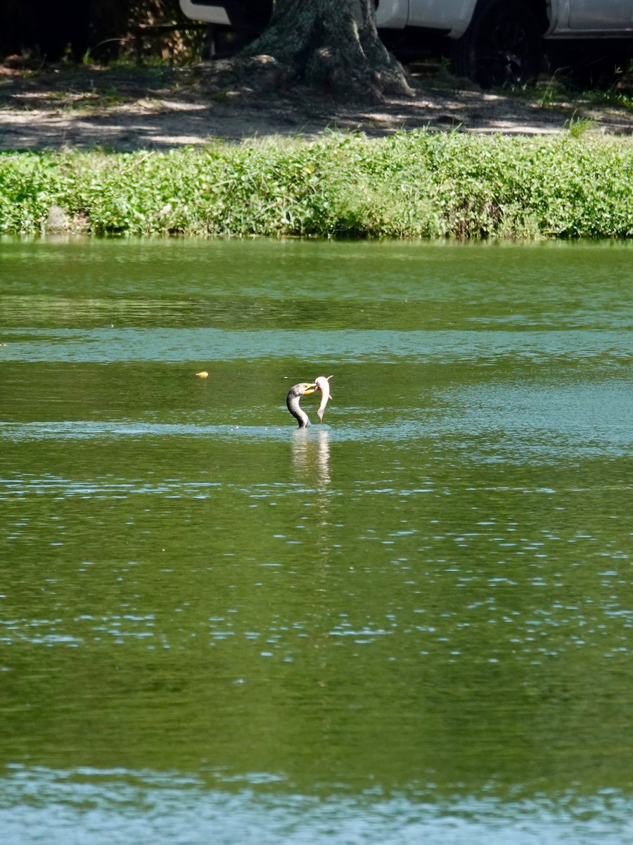 Double-crested Cormorant - ML641816933