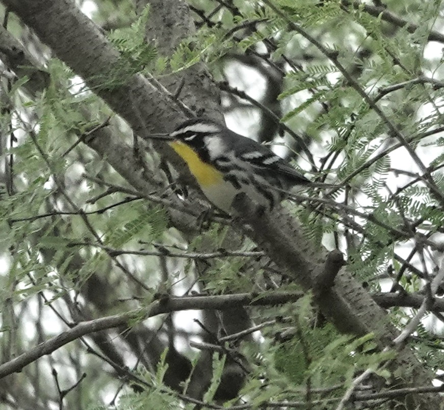 Goldkehl-Waldsänger - ML641816944