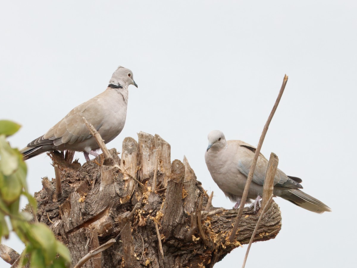 Eurasian Collared-Dove - ML641816969