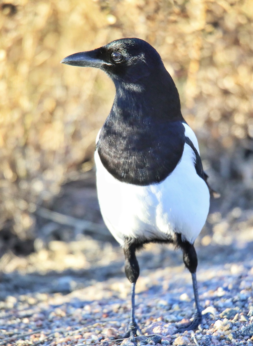Black-billed Magpie - ML641816987