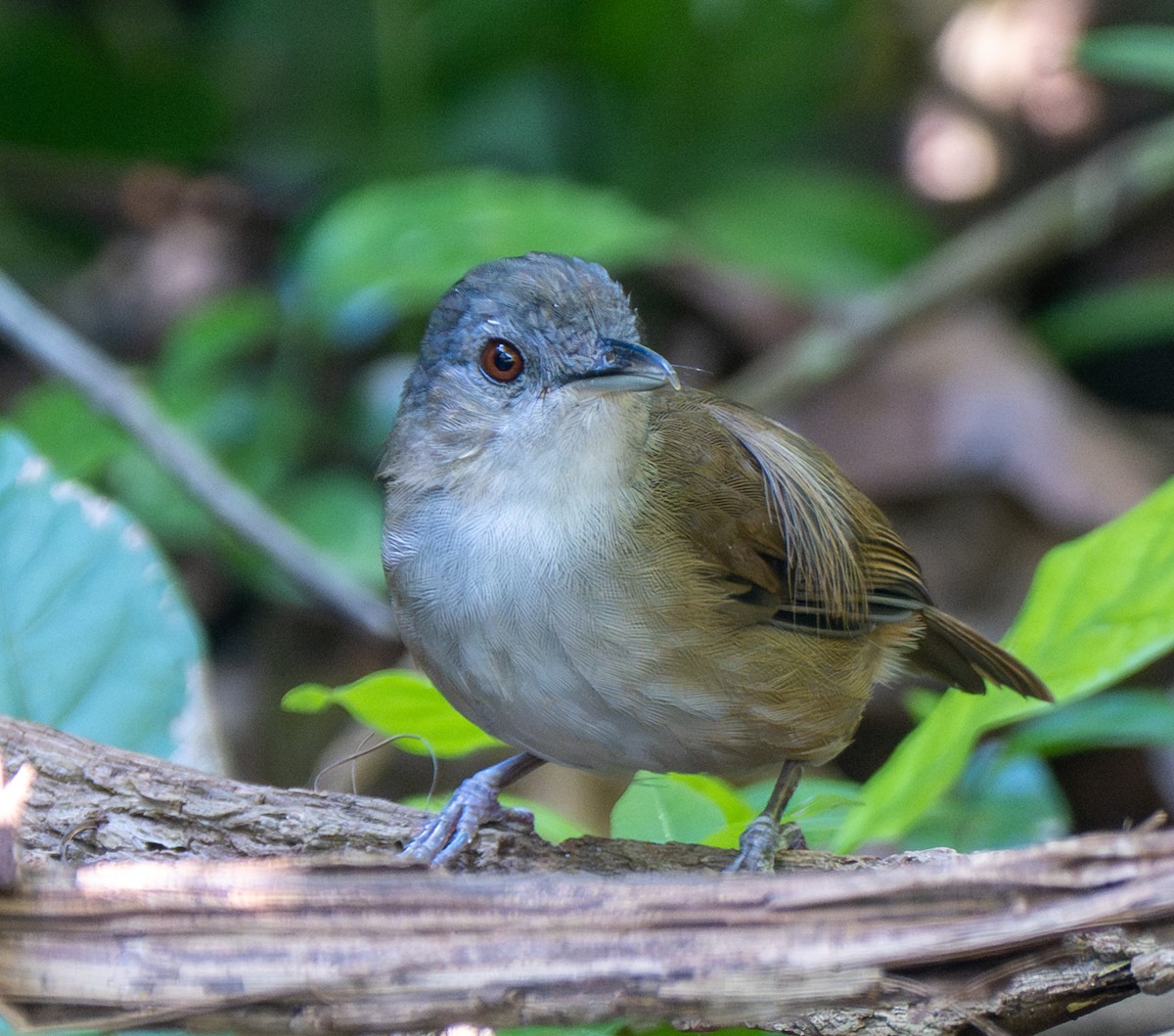 Horsfield's Babbler - ML641817018