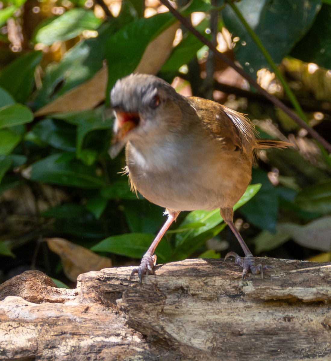Horsfield's Babbler - ML641817019