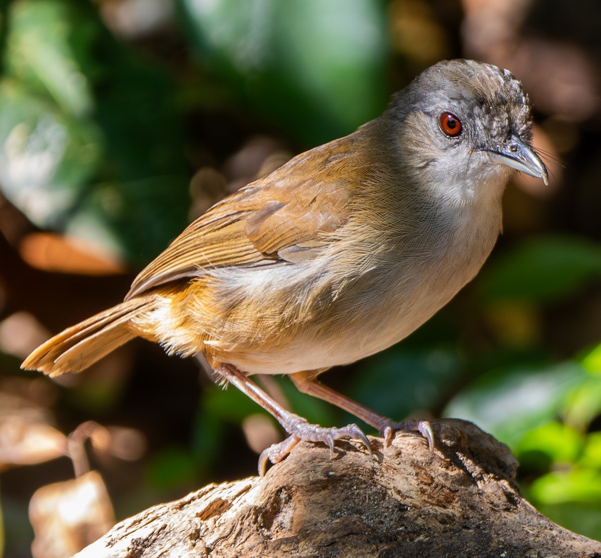 Horsfield's Babbler - ML641817020