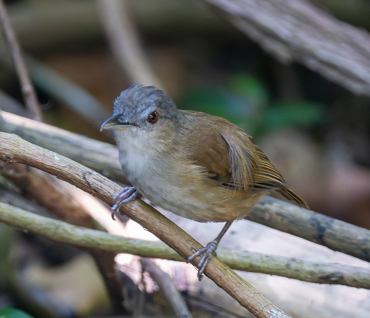 Horsfield's Babbler - ML641817021