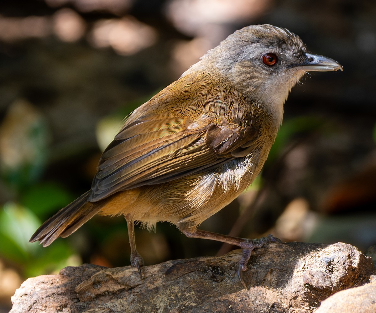 Horsfield's Babbler - ML641817022