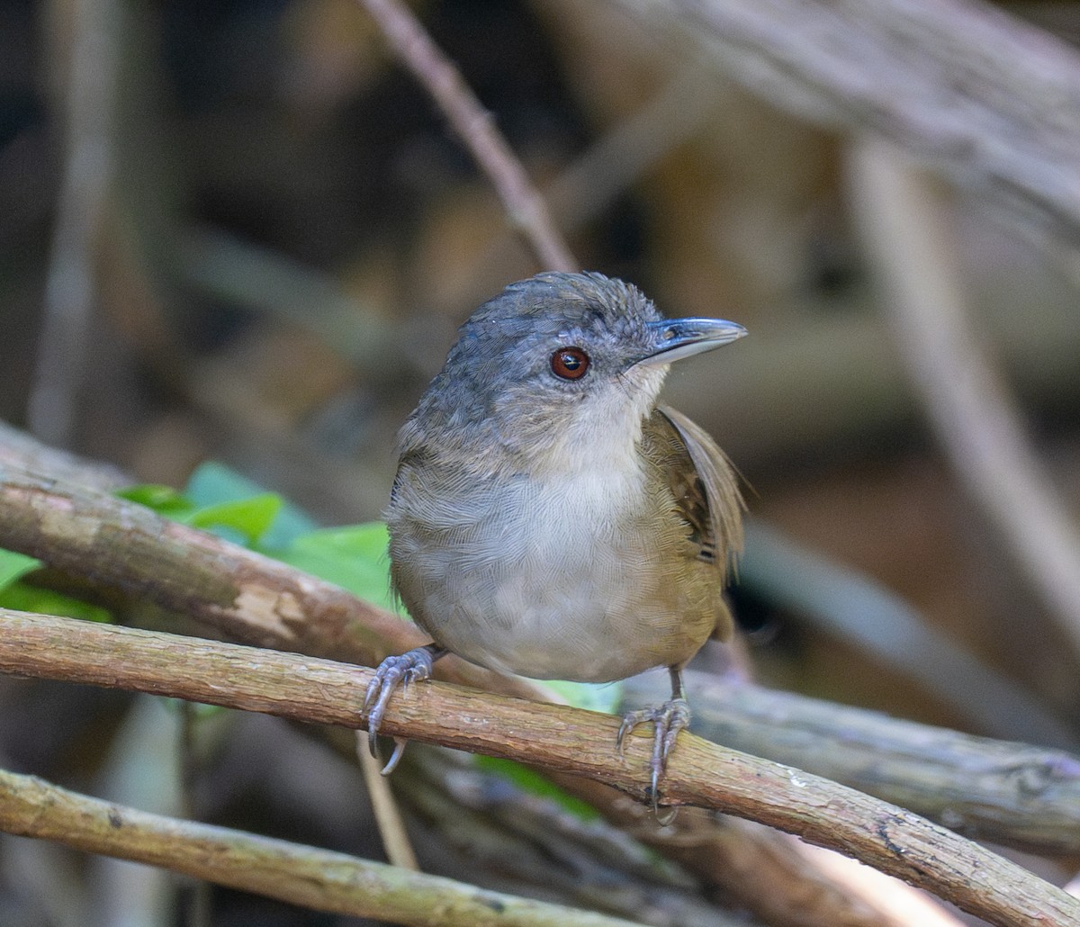 Horsfield's Babbler - ML641817023