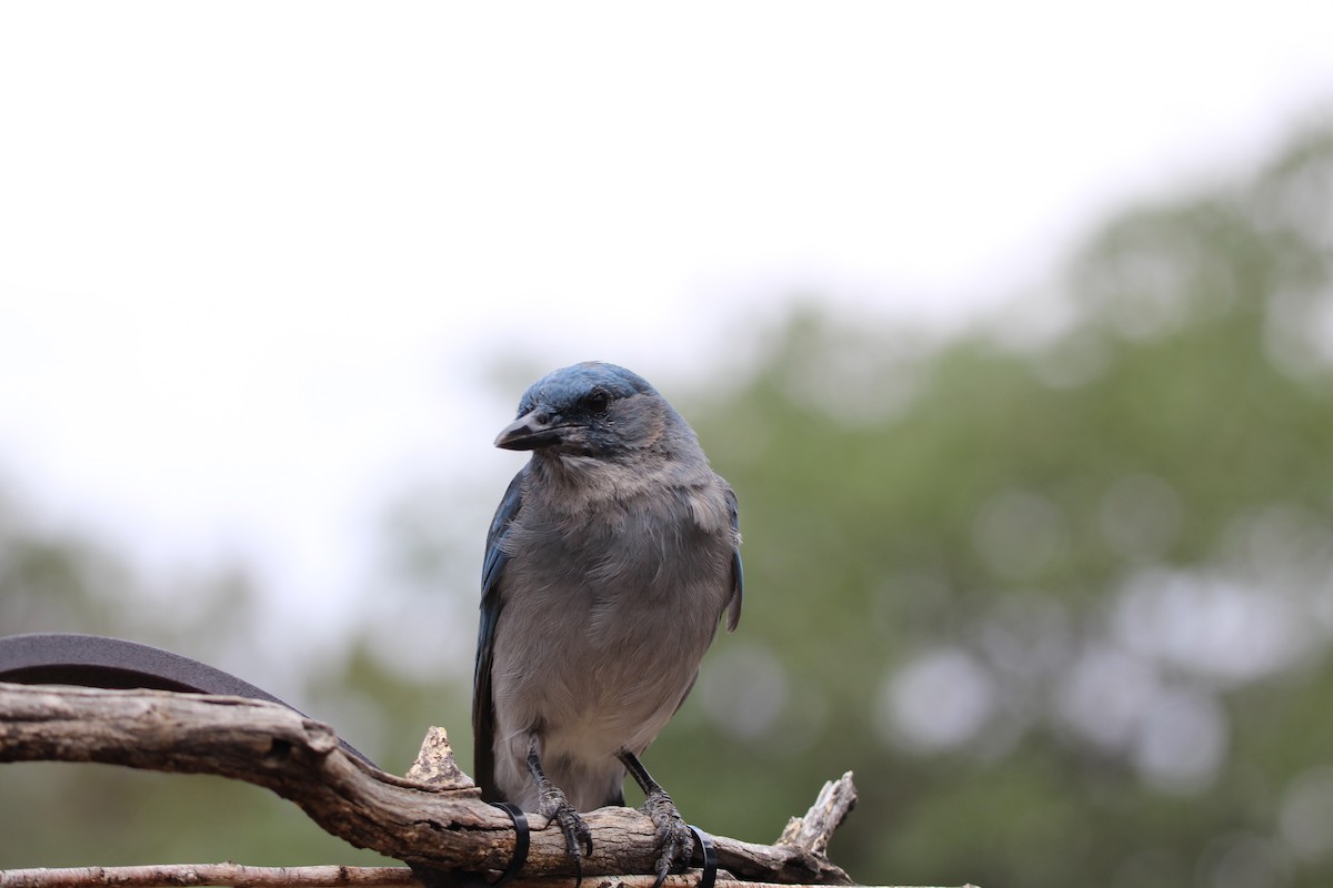 Mexican Jay (Arizona) - ML641817028