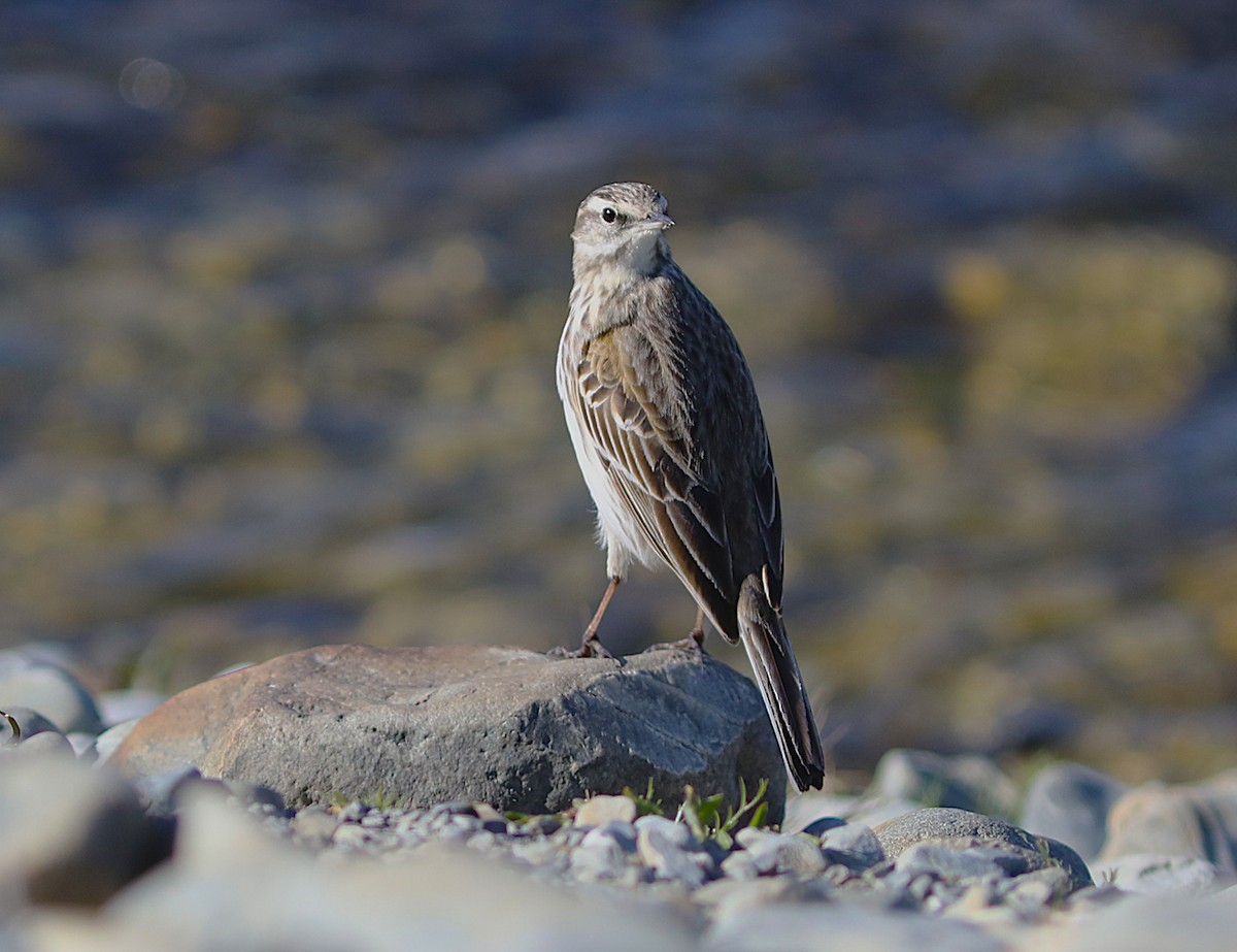 New Zealand Pipit - ML641817050