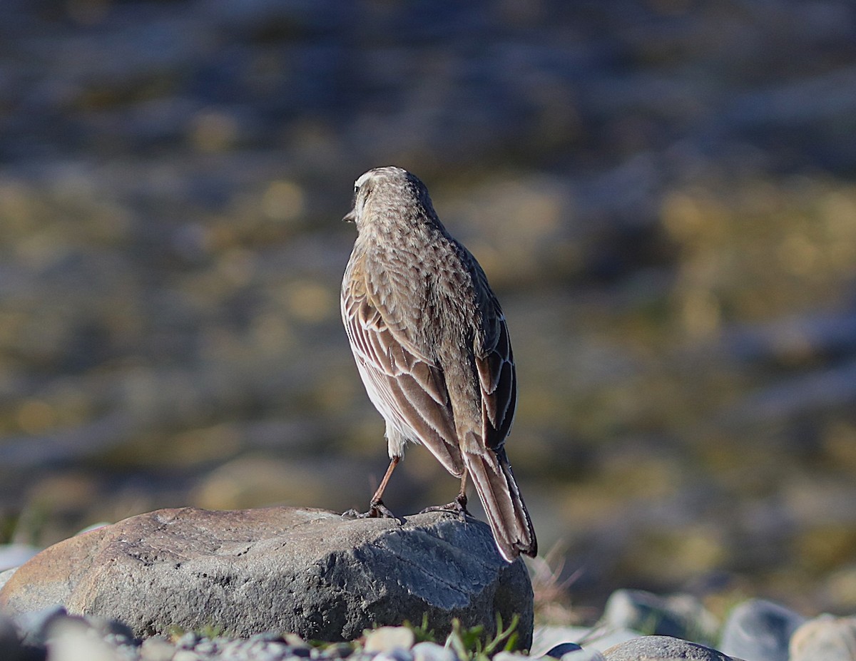 New Zealand Pipit - ML641817051