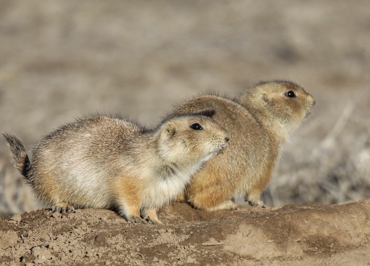 Prairie Dogs - ML641817073