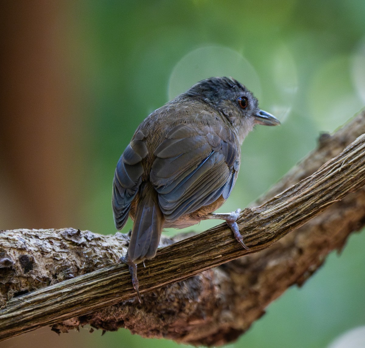 Horsfield's Babbler - ML641817077