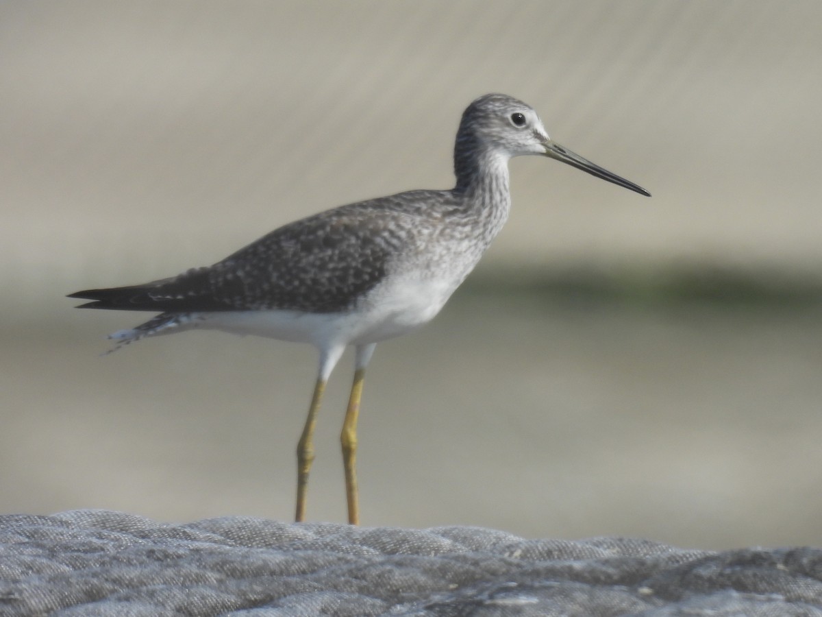 Greater Yellowlegs - ML641817080