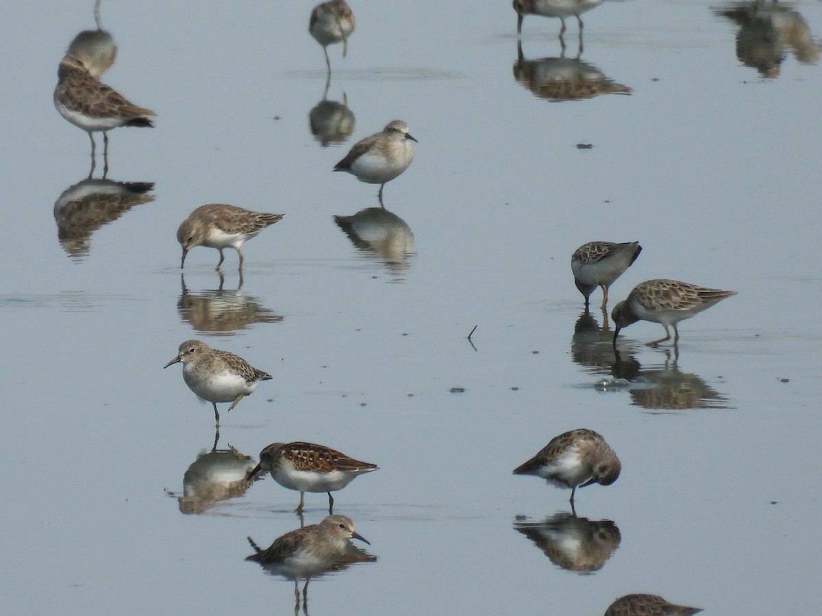 Least Sandpiper - ML641817104