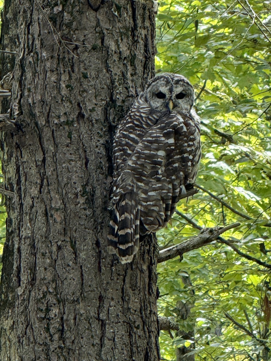Barred Owl - ML641817110