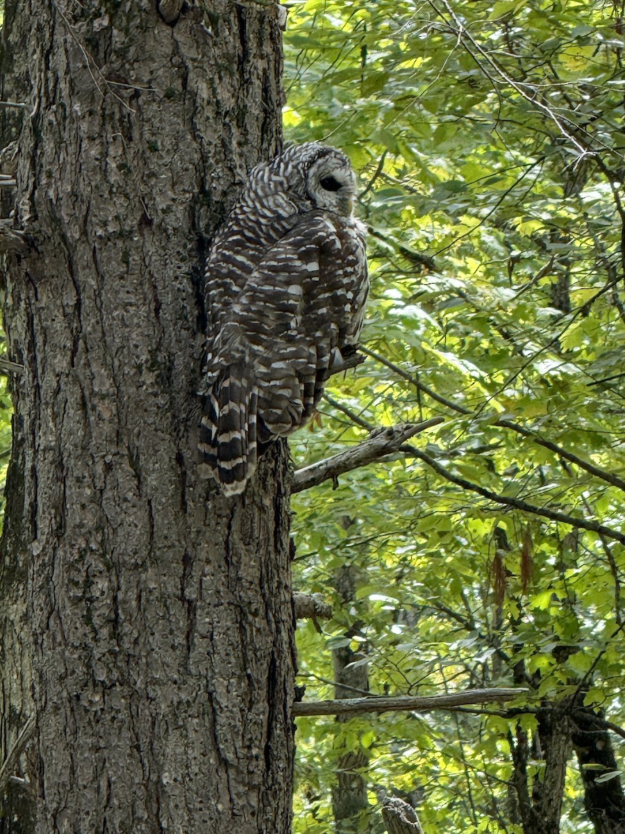Barred Owl - ML641817111