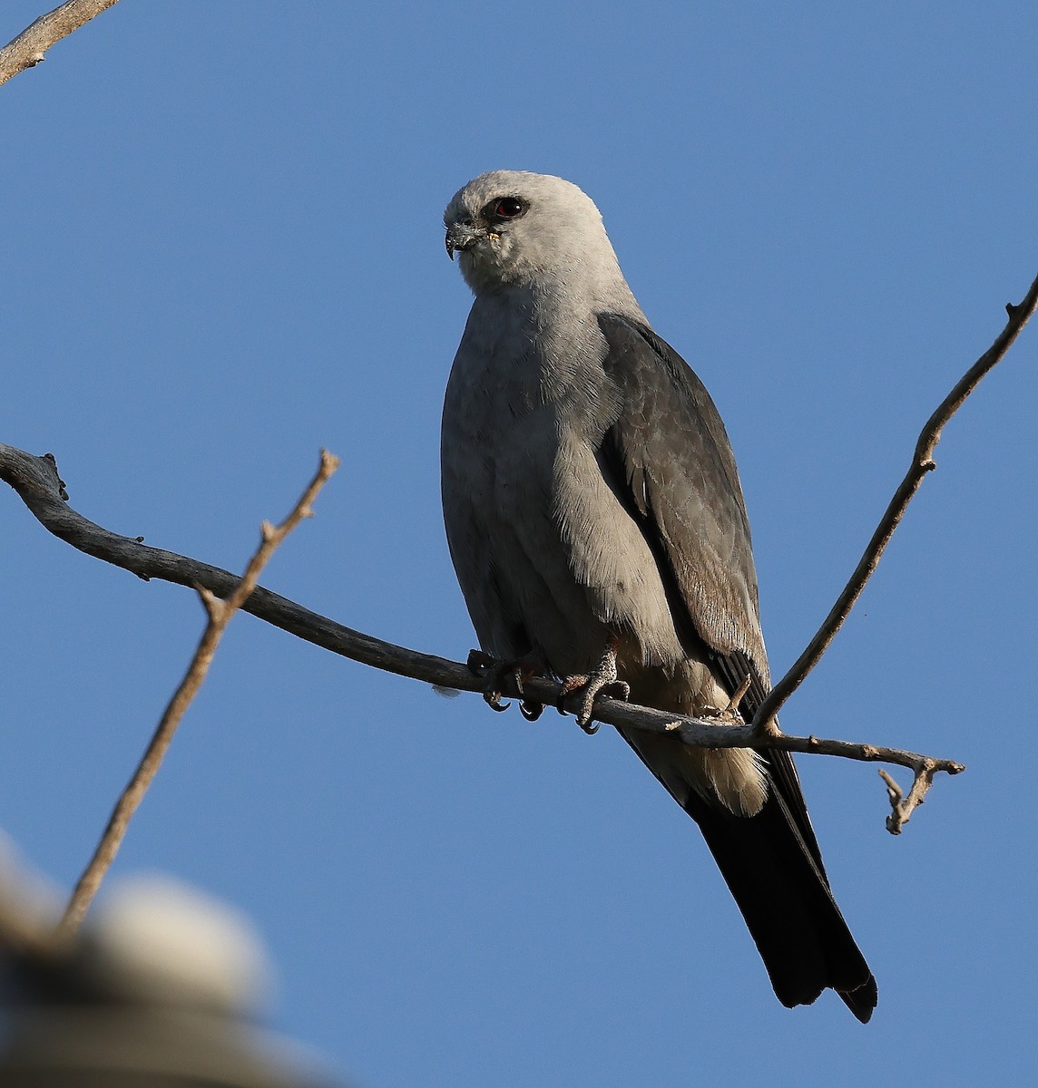 Mississippi Kite - ML641817117