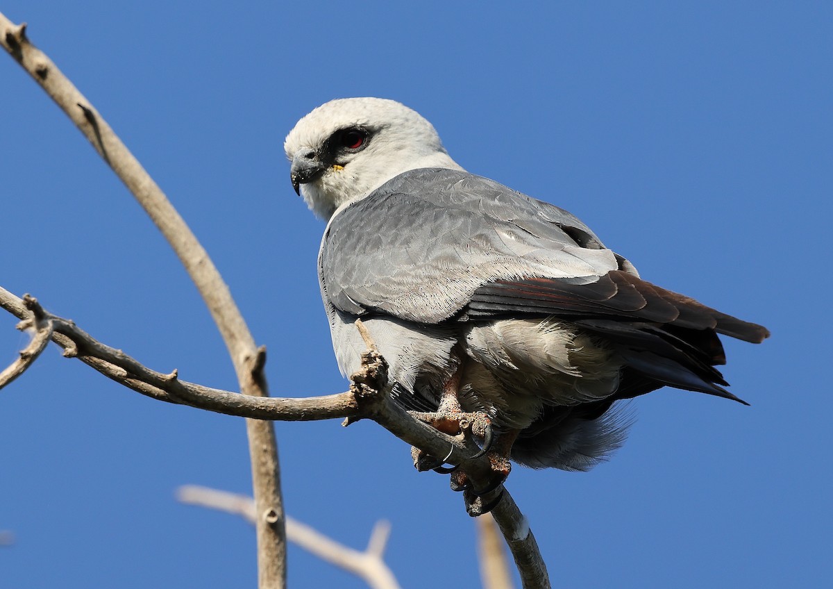 Mississippi Kite - ML641817118