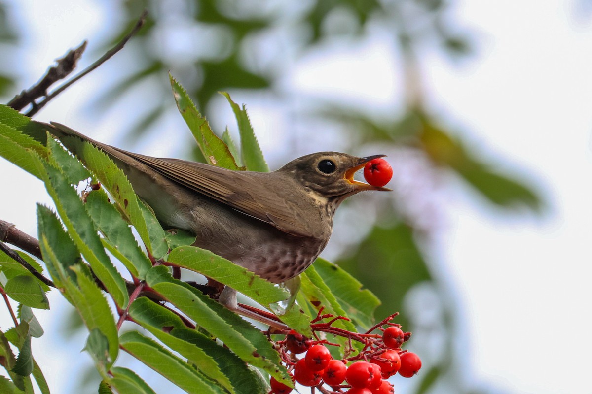 Swainson's Thrush - ML641817119