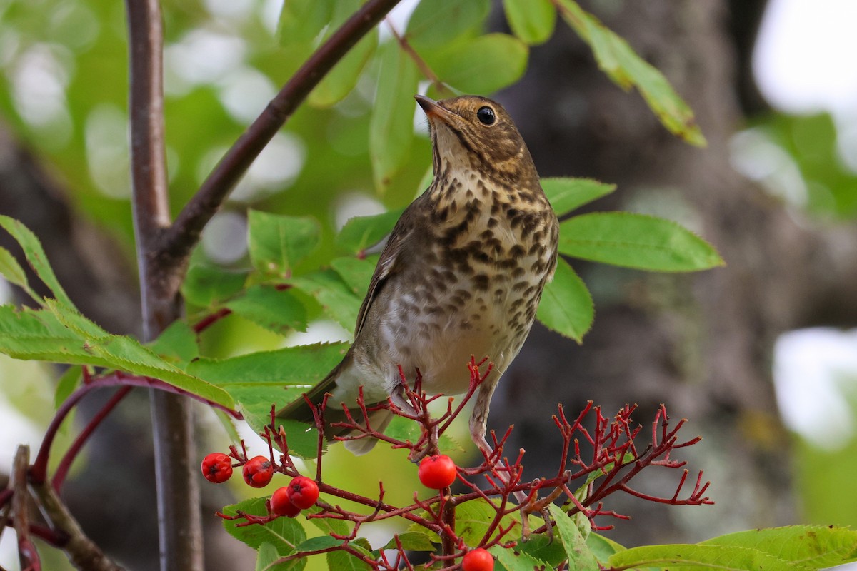 Swainson's Thrush - ML641817120