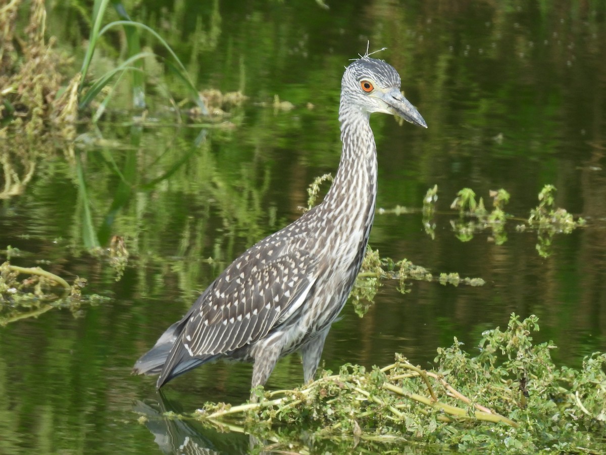 Yellow-crowned Night Heron - ML641817124