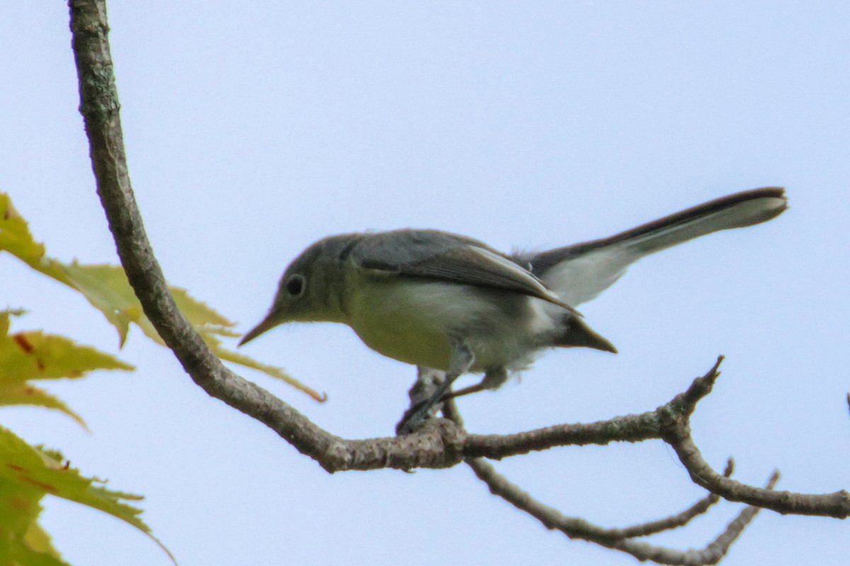 Blue-gray Gnatcatcher - ML641817129