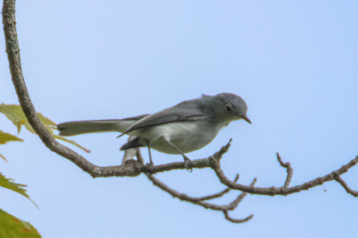 Blue-gray Gnatcatcher - ML641817130