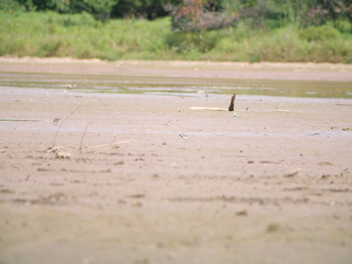 Semipalmated Plover - ML641817139