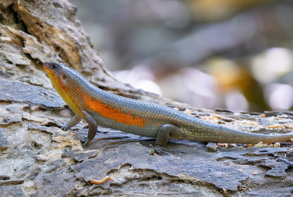 多線真稜蜥 - ML641817144