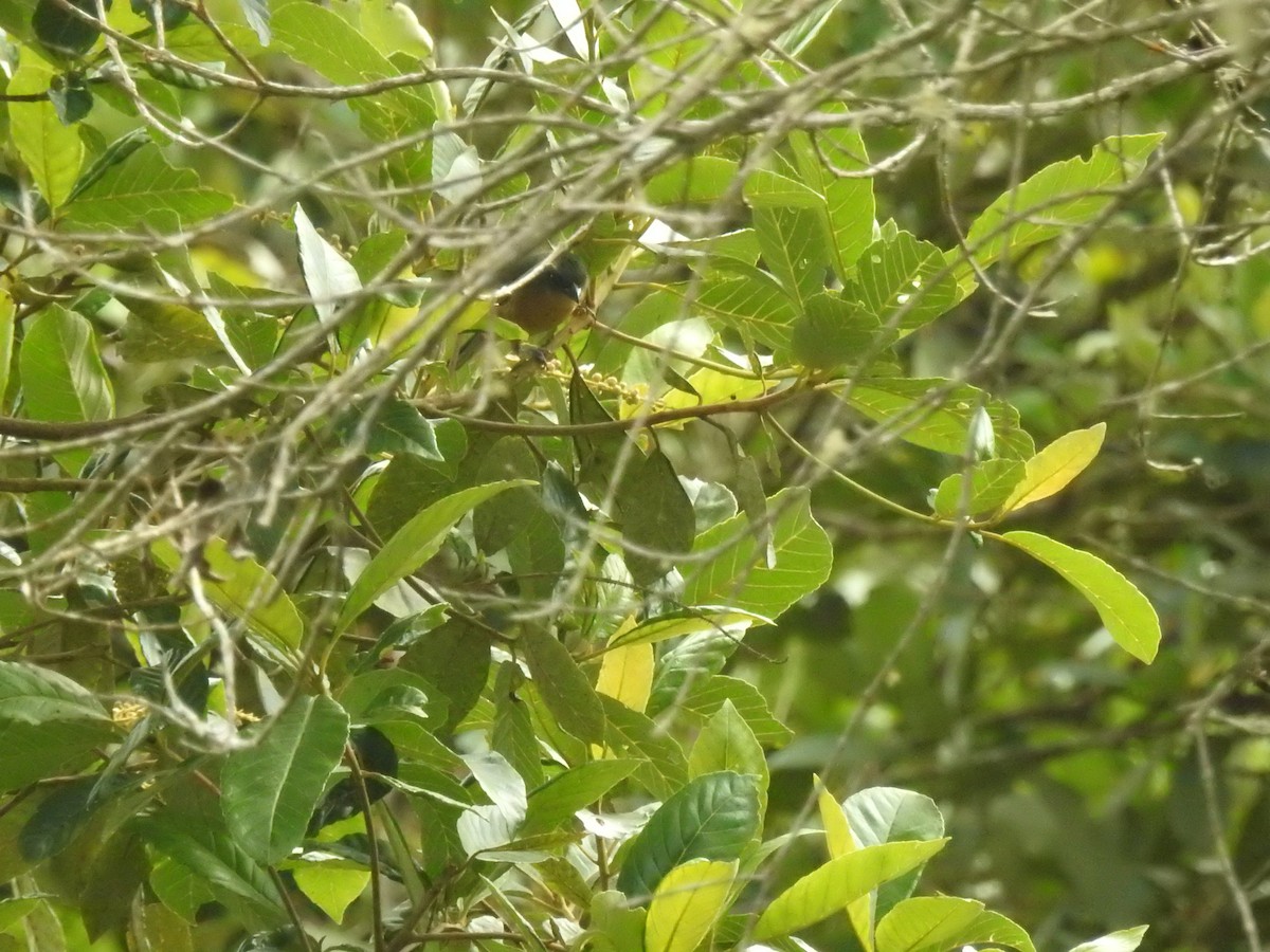 Rufous-crested Tanager - ML641817146