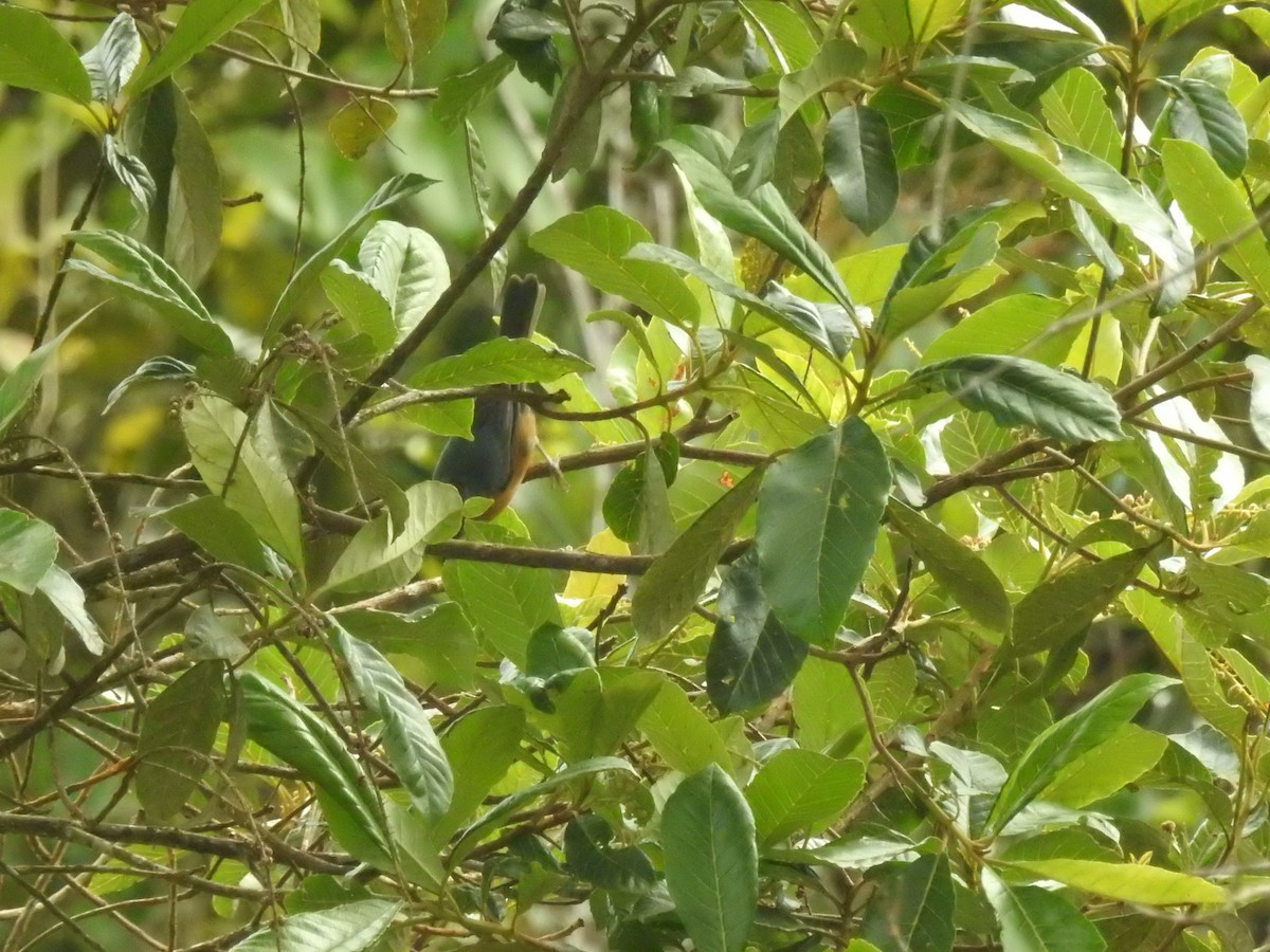 Rufous-crested Tanager - ML641817147