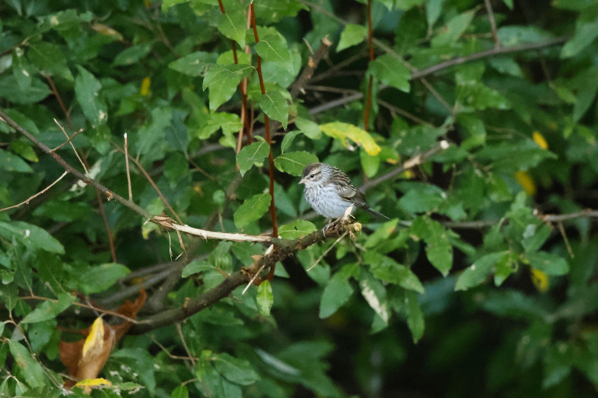Chipping Sparrow - ML641817156