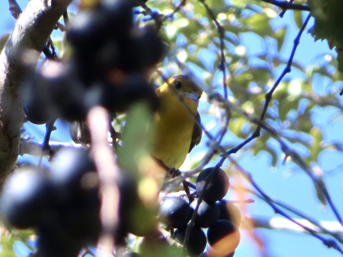 Prothonotary Warbler - ML641817175