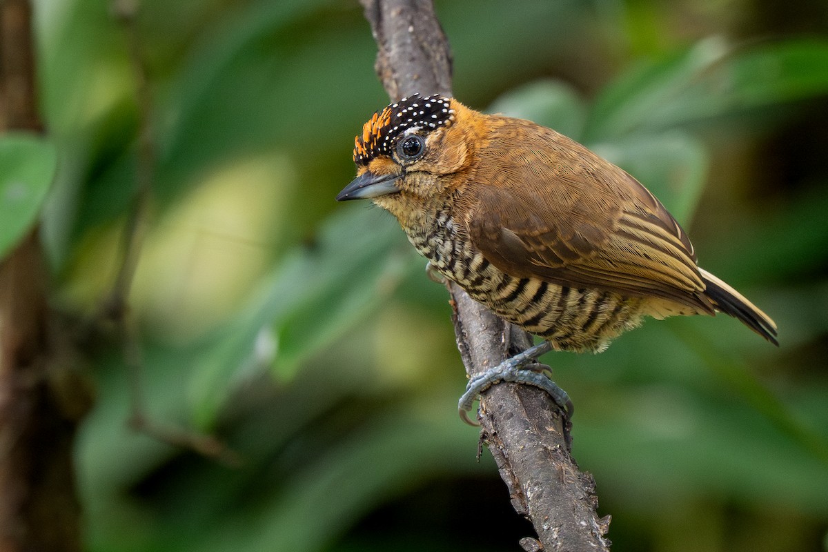 Ochre-collared Piculet - ML641817181