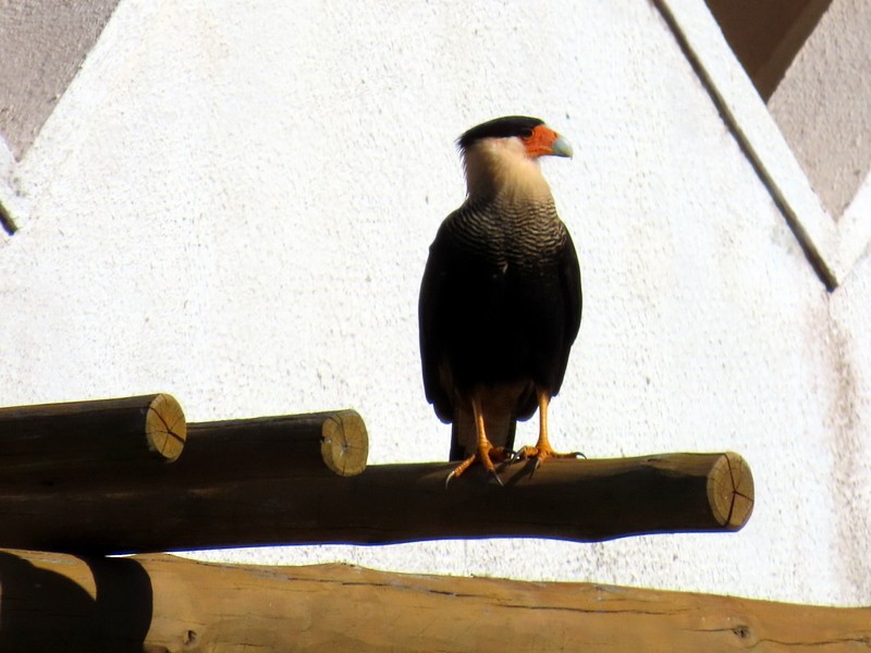 Crested Caracara - ML641817220