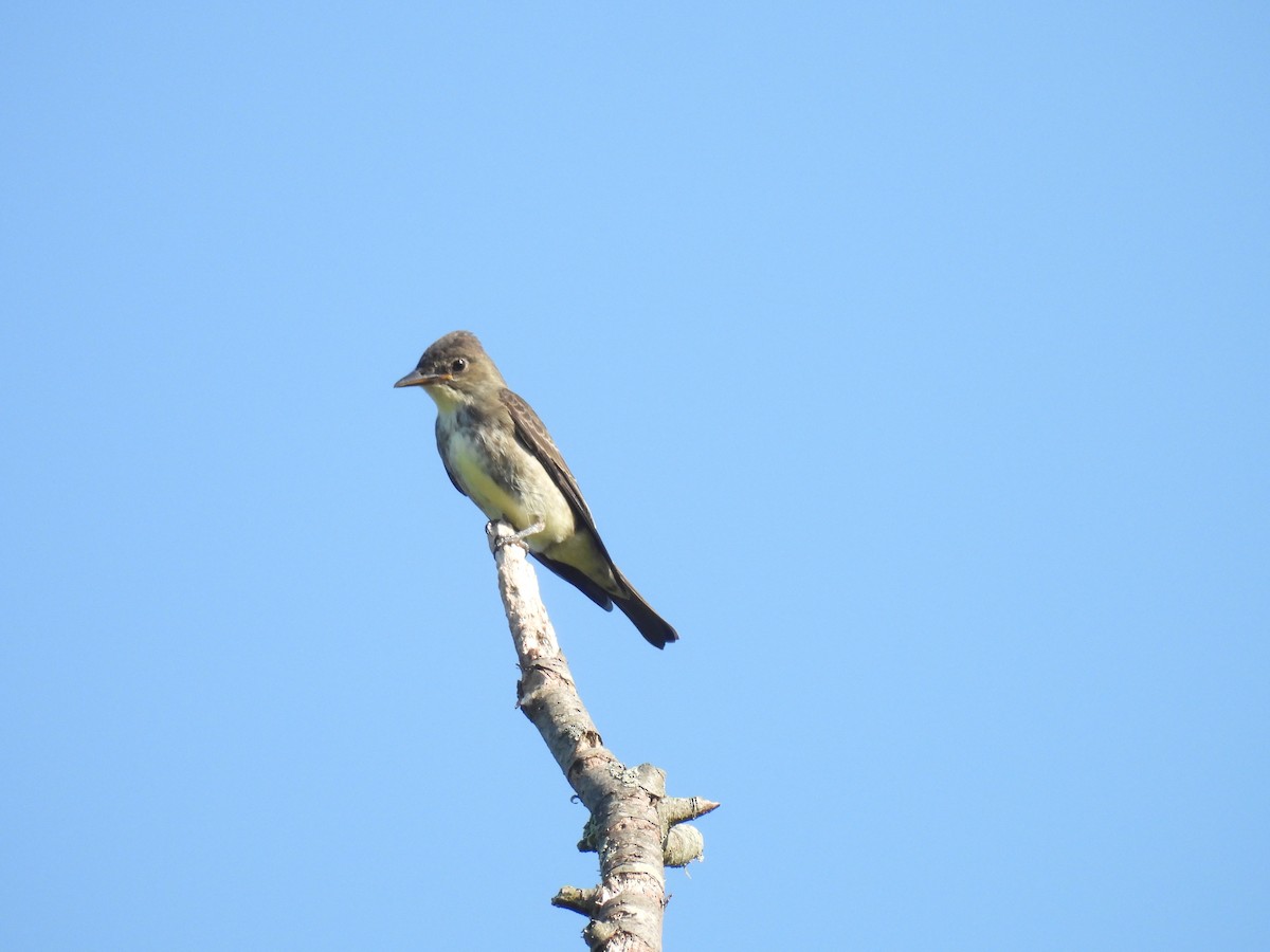 Olive-sided Flycatcher - ML641817240