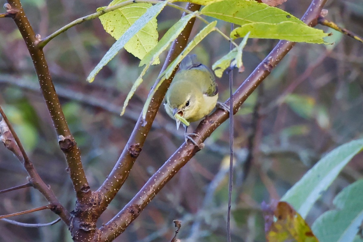 Tennessee Warbler - ML641817245