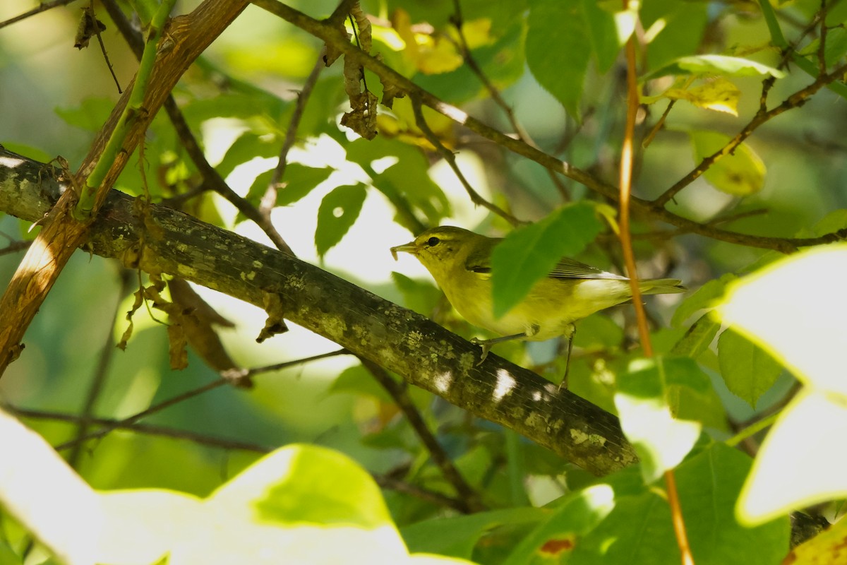 Tennessee Warbler - ML641817246