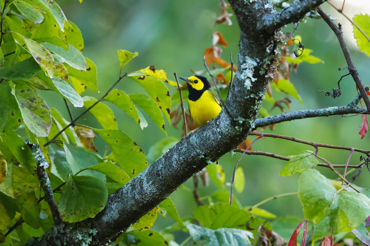 Hooded Warbler - ML641817267