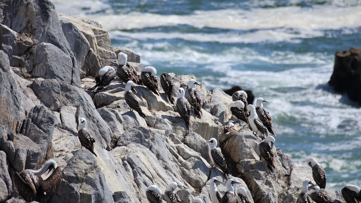 Peruvian Booby - ML641817276