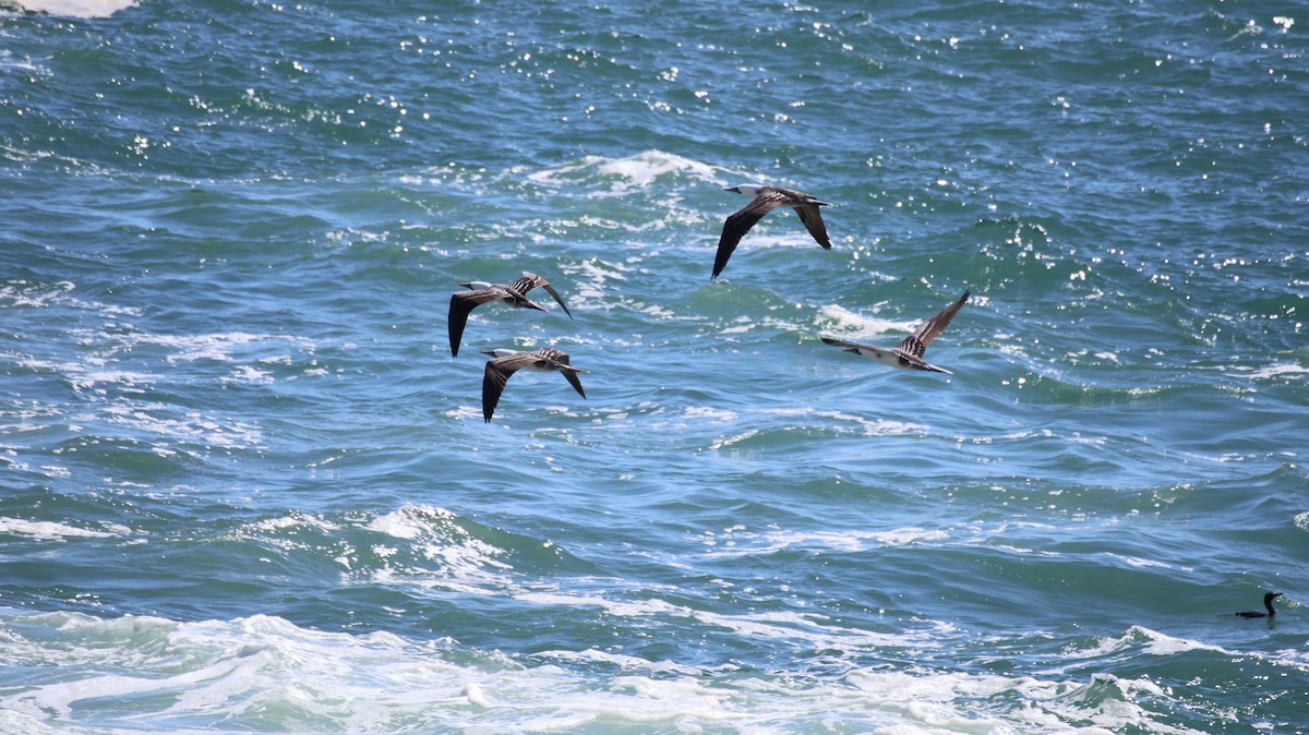 Peruvian Booby - ML641817293