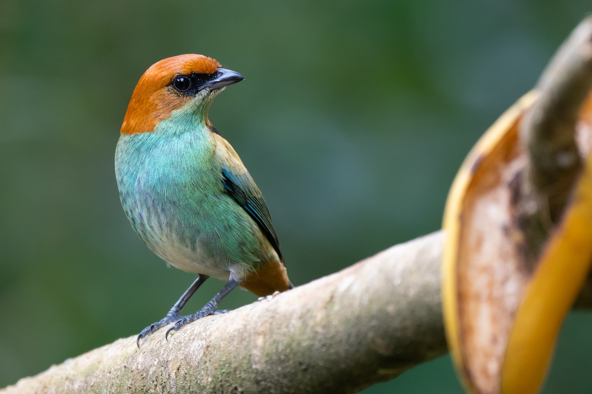 Black-backed Tanager - ML641817302