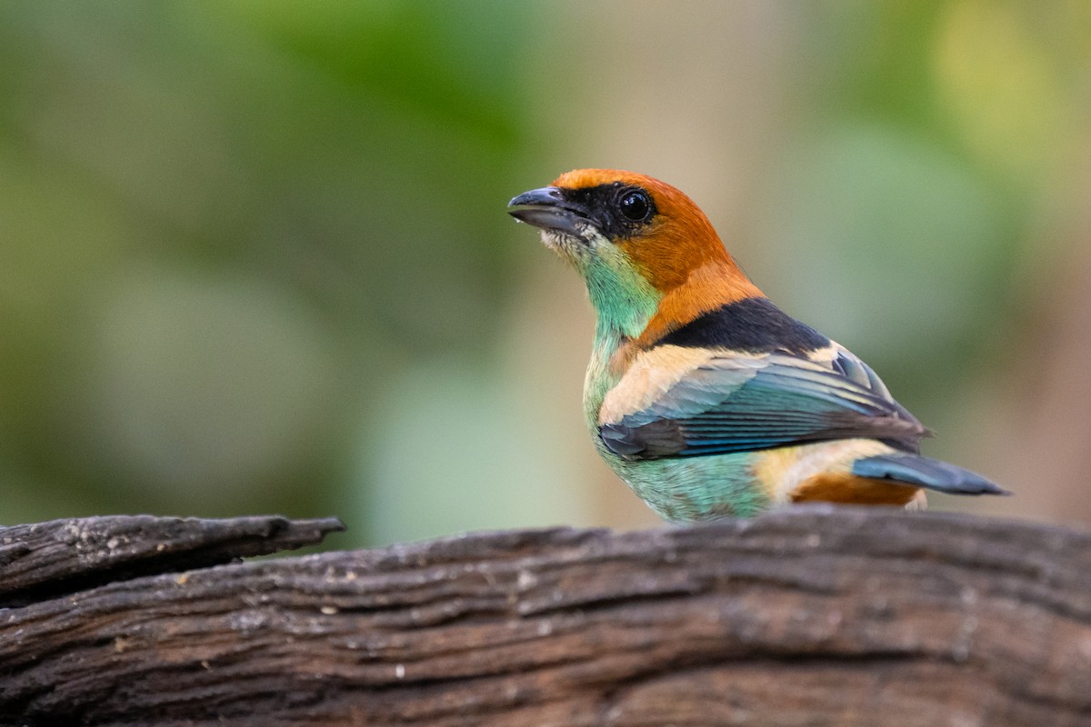 Black-backed Tanager - ML641817303