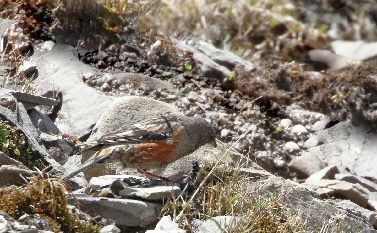 Alpine Accentor - ML64181731