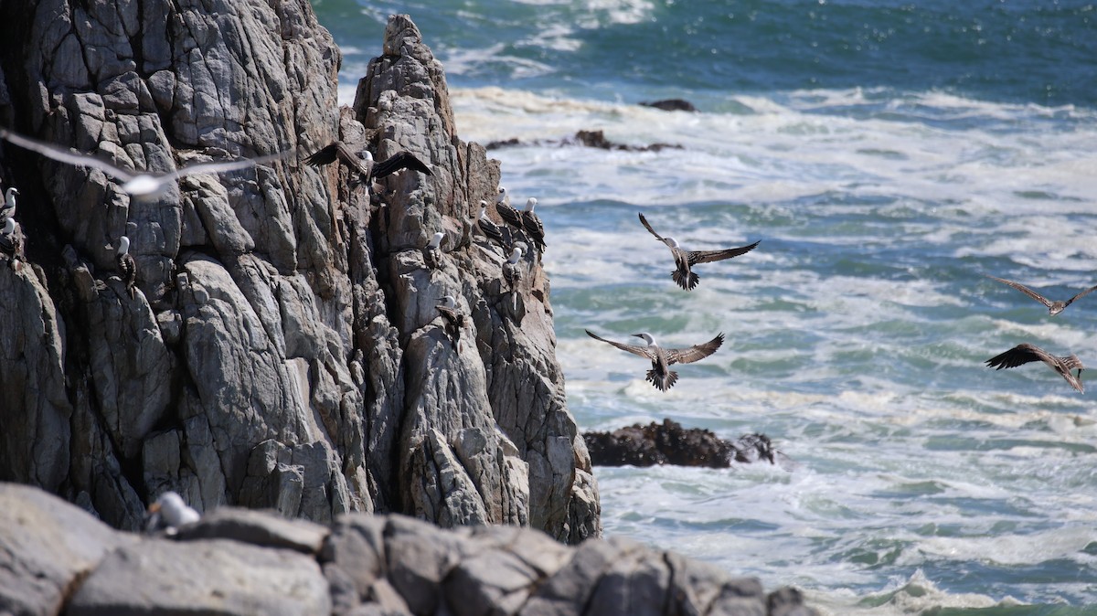 Peruvian Booby - ML641817335