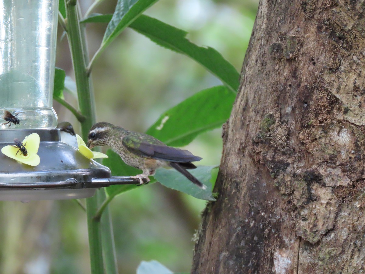 Speckled Hummingbird - ML641817353