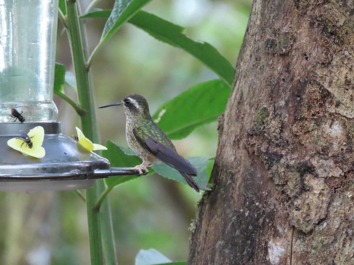 Speckled Hummingbird - ML641817354