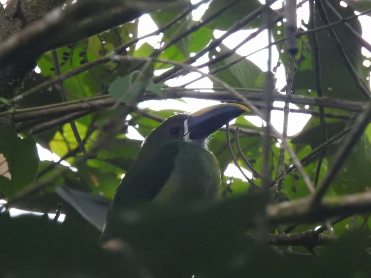 Southern Emerald-Toucanet - ML641817356