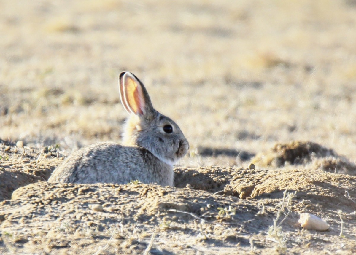 Desert Cottontail - ML641817359