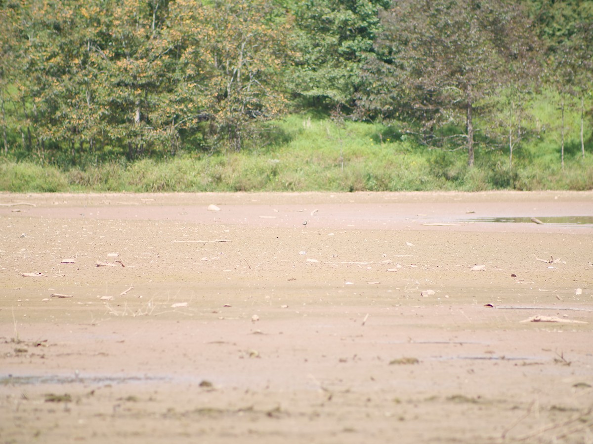 American Golden-Plover - ML641817379