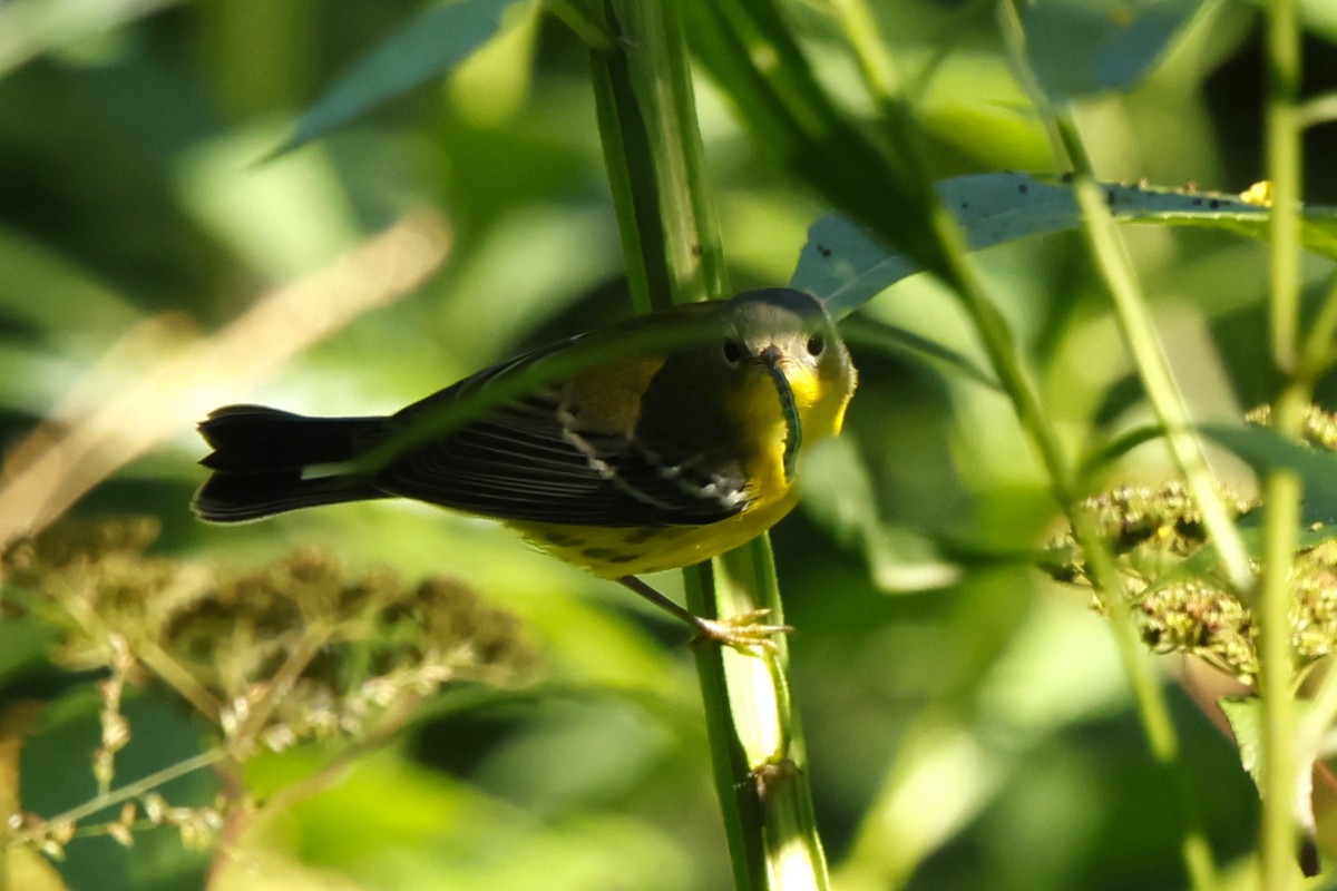Magnolia Warbler - ML641817399